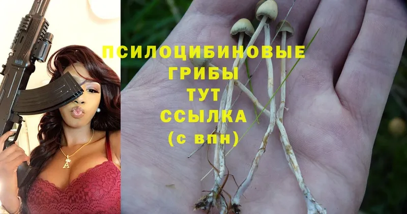 Псилоцибиновые грибы Cubensis  цены   Кулебаки 